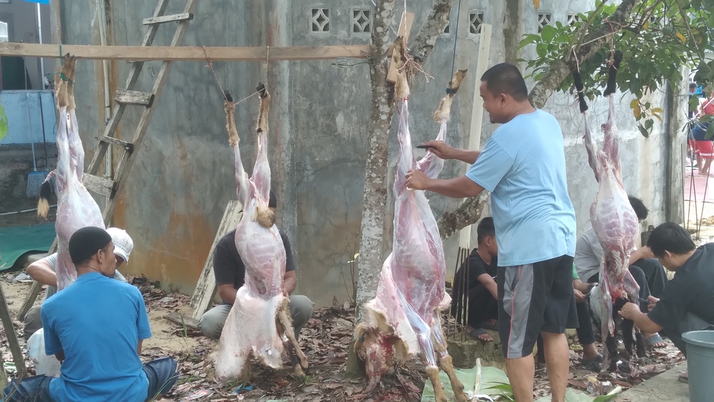 Syarat Hewan Qurban yang Sah Menurut Syariat